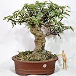 BONSAI FICO