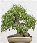 BONSAI BAGOLARO