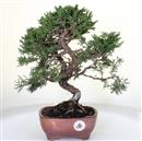 <b>Ginepro Kishu</b> Esemplare Unico cm 36-135,00 €