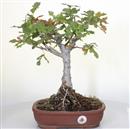 <b>Quercia</b> Esemplare Unico cm 43-98,00 €