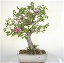 <b>Biancospino Giapponese Rosa</b> Esemplare Unico cm 58-499,00 &euro;