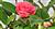 Camelia Esemplare Unico 40/47,00