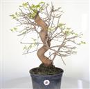 <b>Gelso P/B</b> Esemplare Unico cm 53-130,00 € novi