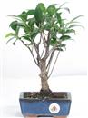 <b>Ficus</b> Esemplare Unico cm 29-27,00 € (10)