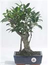 <b>Ficus</b> Esemplare Unico cm 35-49,00 € (10)
