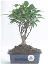 <b>Ficus</b> Esemplare Unico cm 25-19,80 € (10)