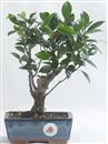 <b>Ficus</b> Esemplare Unico cm 26-25,00 € (10)