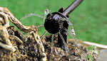 IRRIGAZIONE AUTOMATICA