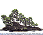 3) Bosco (Yose-ue)