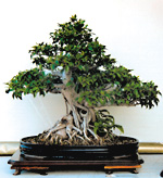 FICUS