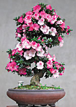 AZALEA