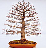CARPINO