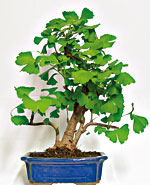 GINKGO