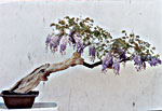 GLICINE
