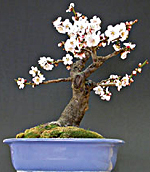 ALBICOCCO GIAPPONESE