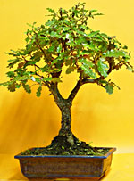 QUERCIA