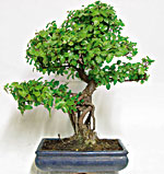 SAGEREZIA