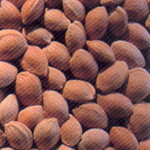 Semina