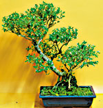 SERISSA