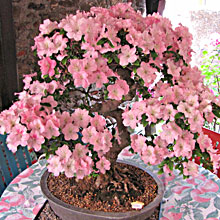 AZALEA