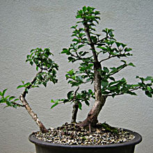 CORNIOLO