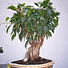 FICUS