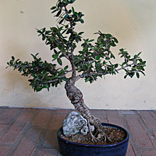 OLIVO