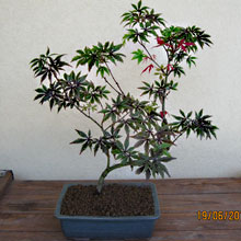 ACERO PALMATO