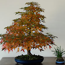ACERO PALMATO