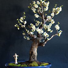 ALBICOCCO GIAPPONESE