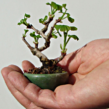 GINKGO