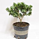 Callistemon P/B Esemplare Unico 38/27,00