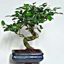 Azalea P/B Esemplare Unico 66/575,00