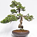 Ginepro Sargentii Esemplare Unico 37/299,00 