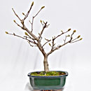 Magnolia Stellata Esemplare Unico 50/179,00