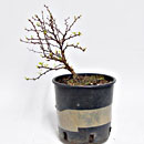 Berberis P/B Esemplare Unico 33/19,50