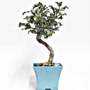 Agrifoglio P/B Esemplare Unico 34/79,00 -50%