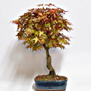 Acero Deshojo Esemplare Unico 50/199,00 -50%
