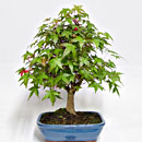 Acero Deshojo Esemplare Unico 36/129,00
