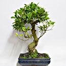 Ficus Esemplare Unico 56/137,00 -50%