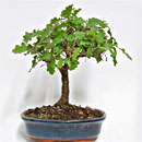Quercia Esemplare Unico 30/48,50
