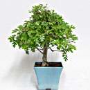 Biancospino P/B Esemplare Unico 32/67,00
