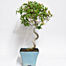 Quercia P/B Esemplare Unico 53/137,00 -50%