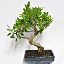 Ficus Esemplare Unico 36/39,00