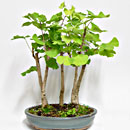 Ginkgo Bosco Esemplare Unico 43/112,00