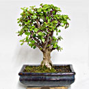 Grassula Esemplare Unico 28/29,00
