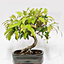 Eugenia Esemplare Unico 24/59,00 