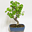 Albero di Giuda Esemplare Unico 35/119,00 