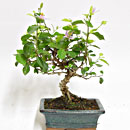 Grewia Esemplare Unico 27/65,00 
