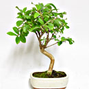 Lagerstroemia Esemplare Unico 33/72,50 